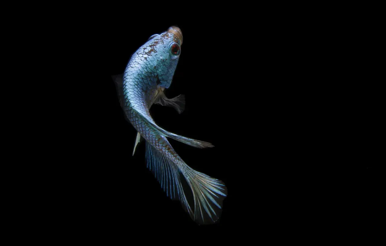 #2 Betta fish (Image Credits: Pixabay)