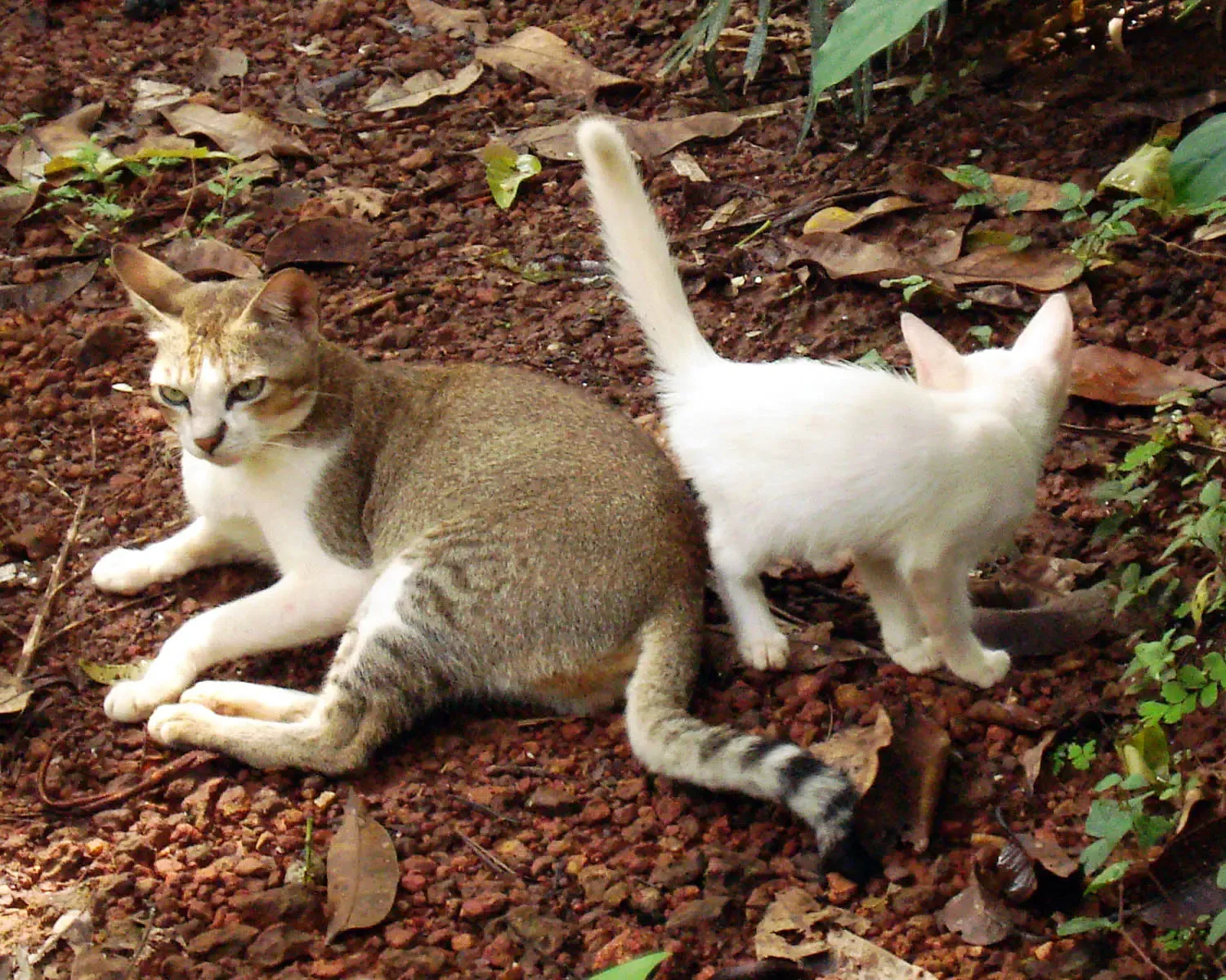 Understanding the Full Picture: Context Is Everything (Image Credits: Wikimedia)