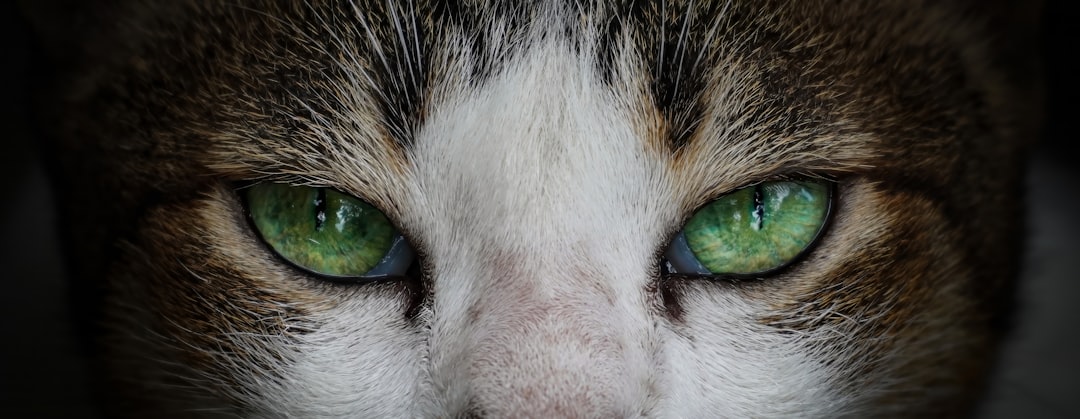Uneven Pupils Indicate Potential Health Problems (Image Credits: Unsplash)