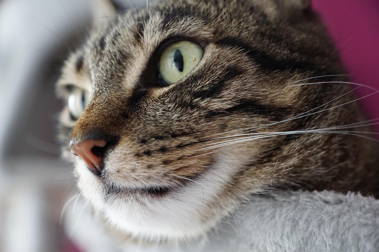 You Take Everything Personally (Image Credits: Pixabay)