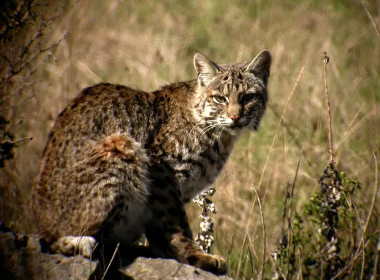 2. They’re “Twice a House Cat” but Built Like a Mini Powerlifter (By Len Blumin, CC BY 2.0)