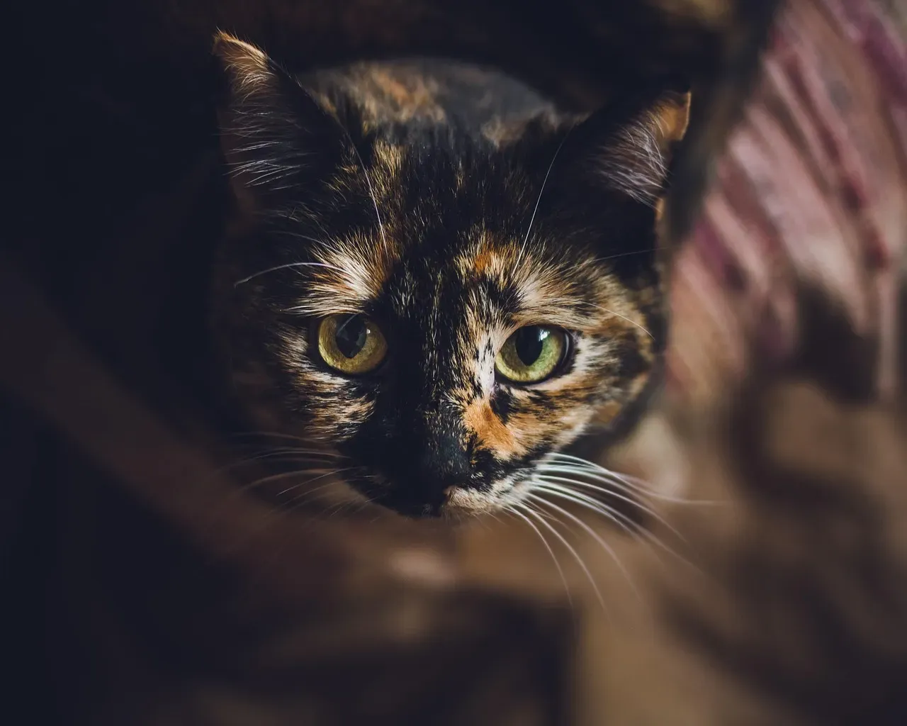 They Understand the Emotional Complexity of Their World (Image Credits: Pixabay)