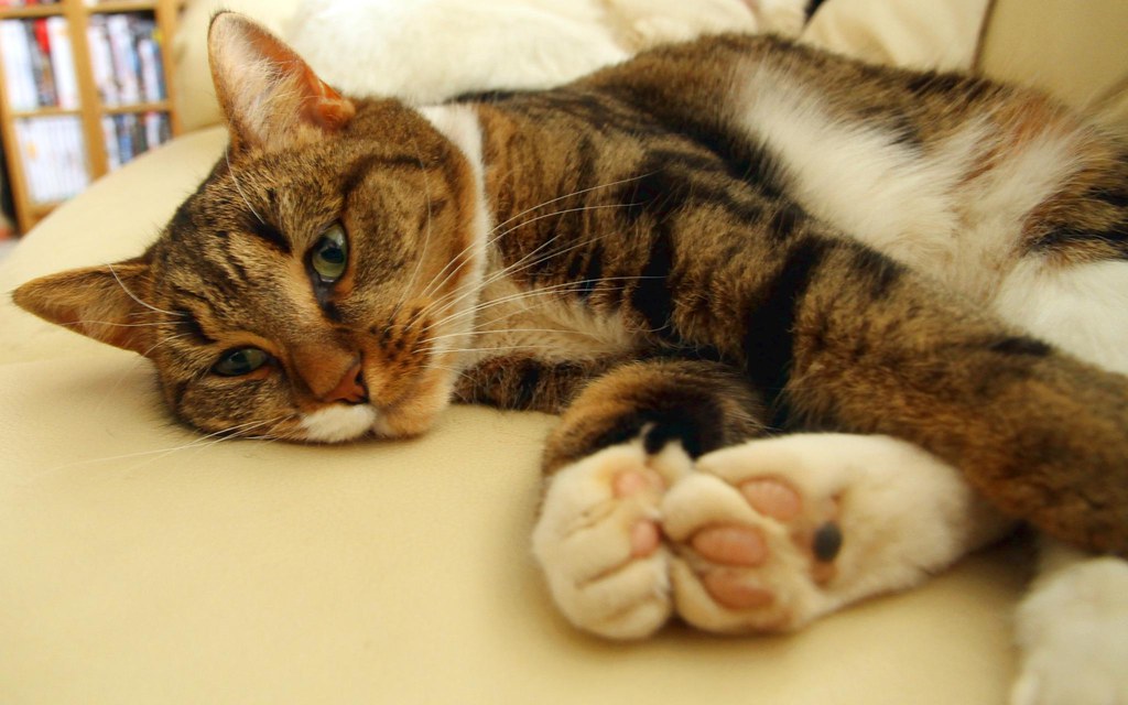 The Protective Guardian: Sleeping at Your Feet (Image Credits: Flickr)