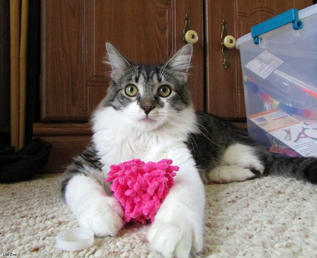 Enrichment and Mental Stimulation (Image Credits: Flickr)