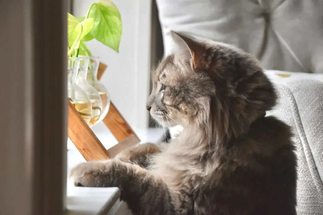 5. Watching Other Cats Through the Window (Image Credits: Unsplash)