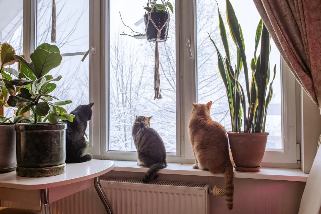 The Sunspot as a Social and Territorial Statement (Image Credits: Unsplash)