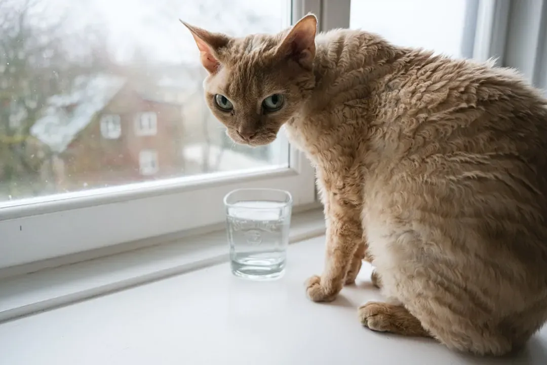 7. The Devon Rex: The Mischievous Best Friend You Never Knew You Needed (Image Credits: Unsplash)
