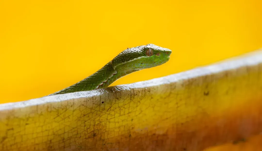 The Snake Theory: Is There Any Truth to It? (Image Credits: Unsplash)