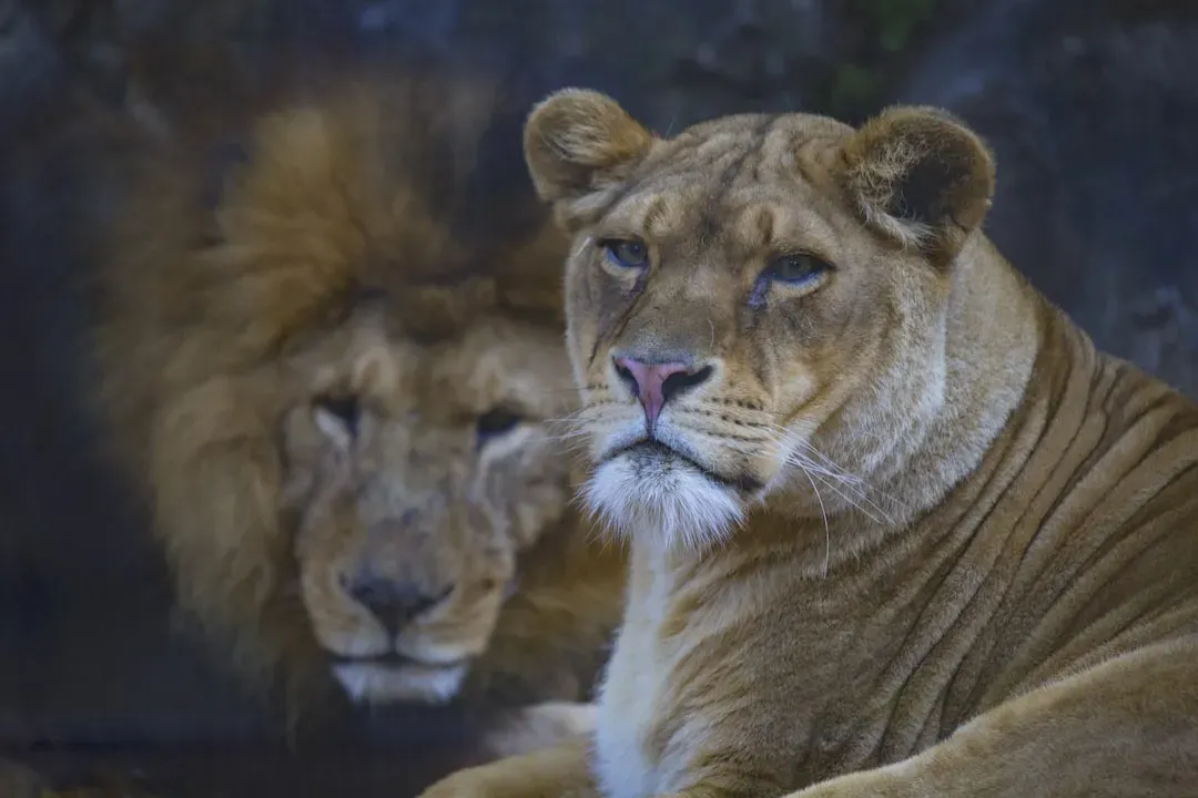 How You Age Changes Everything About Your Social Life, If You're a Lion (Image Credits: Unsplash)