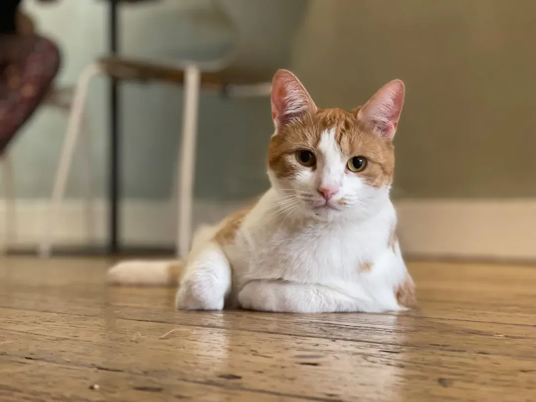 Reading the Room: How Your Cat Anticipates Your Every Move (Image Credits: Unsplash)