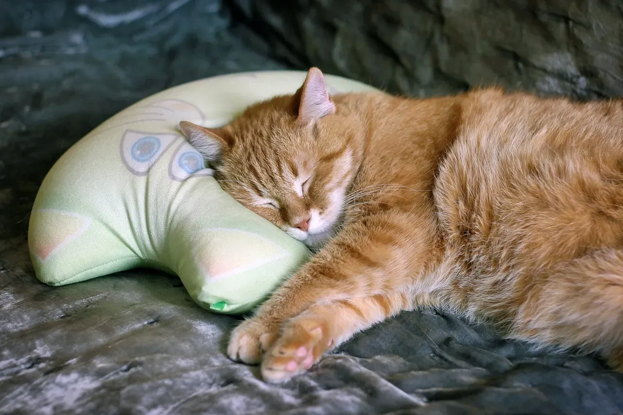 Embracing the Pillow Preference (Image Credits: Pixabay)