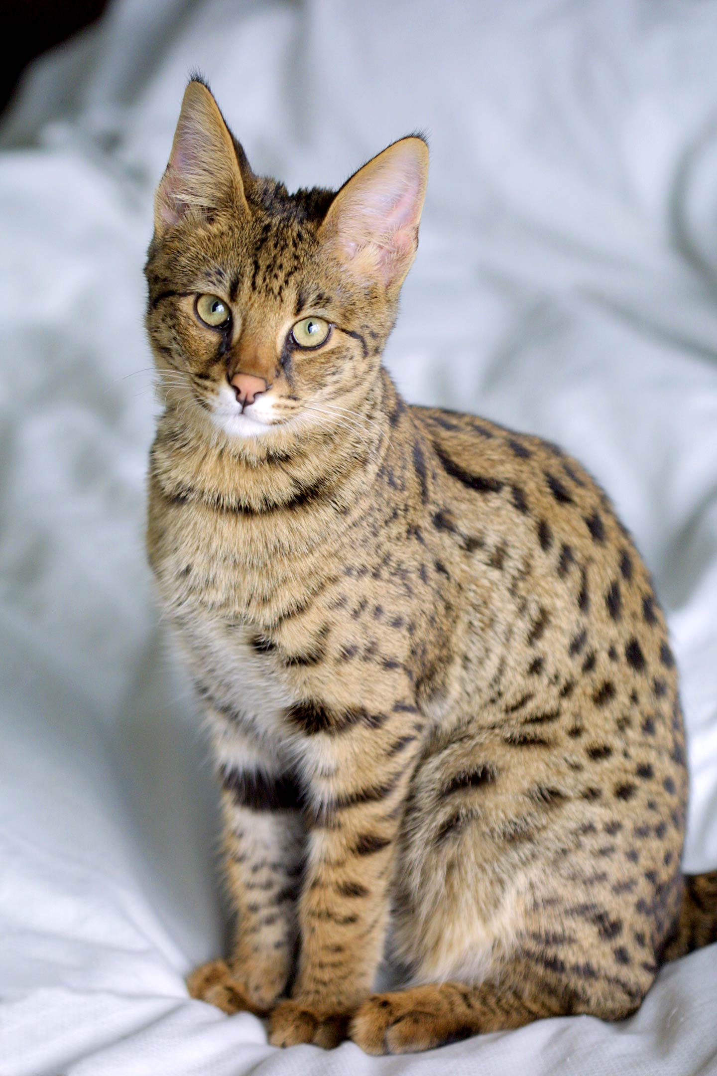 The Exotic Savannah (Image Credits: Wikimedia)