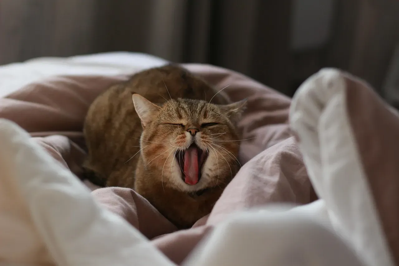 The Big Yawn: It's Not Just Tiredness (Image Credits: Pixabay)