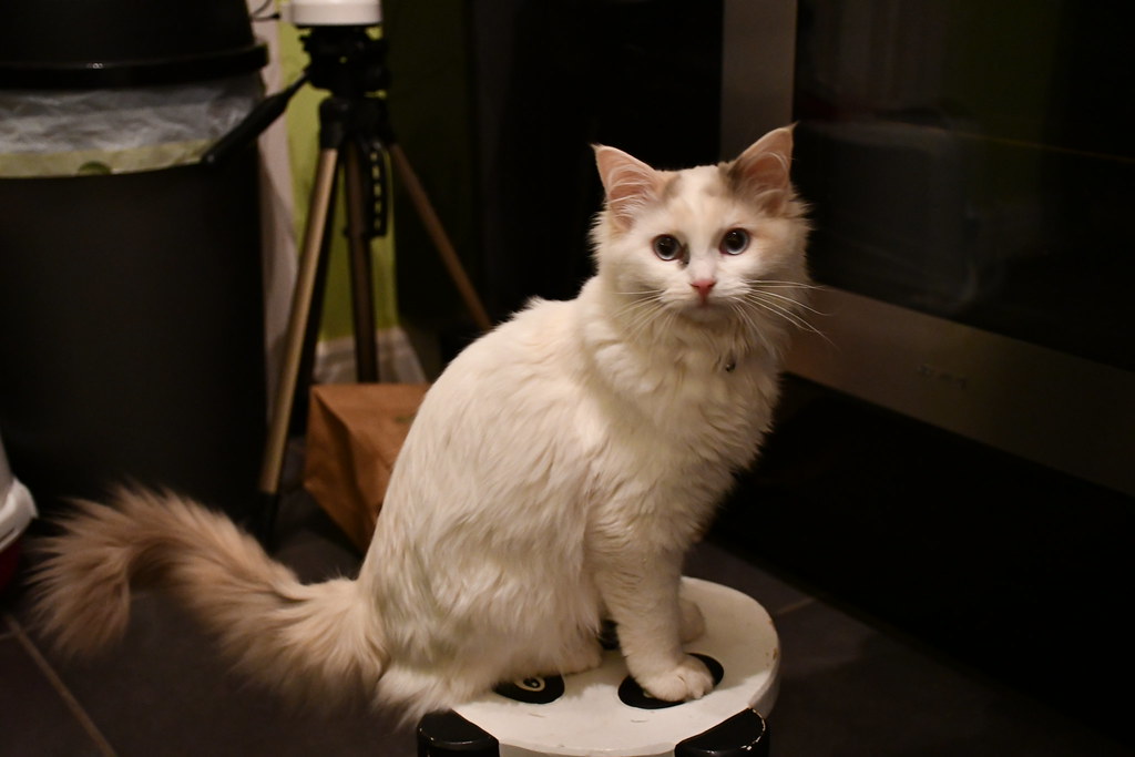 Scorpio: Ragdoll Cats Lack Mysterious Depth (Image Credits: Flickr)