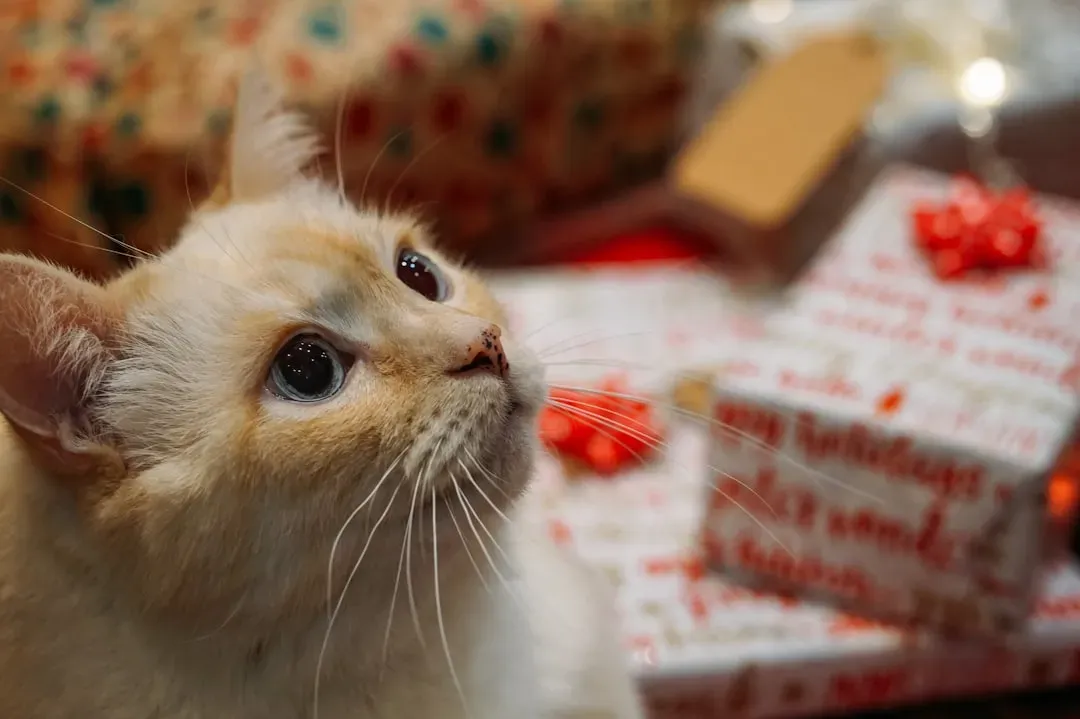 #10 - Bringing You "Gifts" (Image Credits: Unsplash)