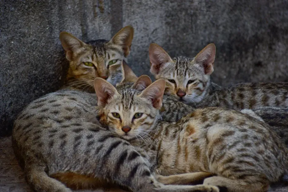 Cats Are Solitary Hunters, Not Solitary Animals (Image Credits: Pexels)