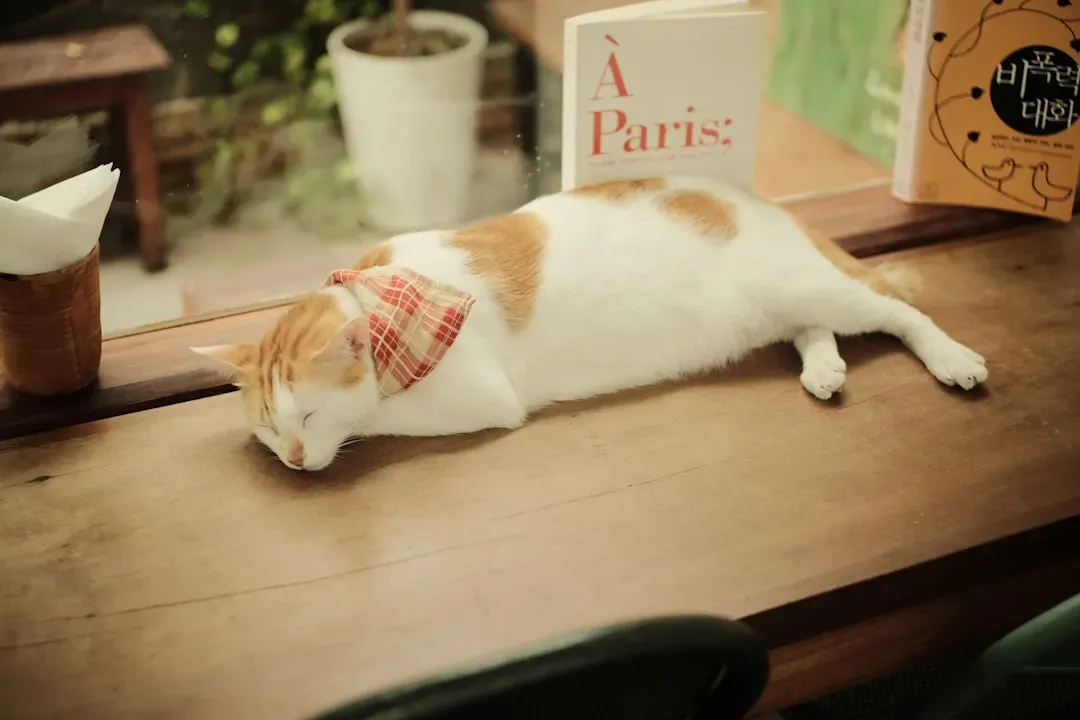 Sleep Position Reveals More About Your Cat Than You'd Expect (Image Credits: Unsplash)