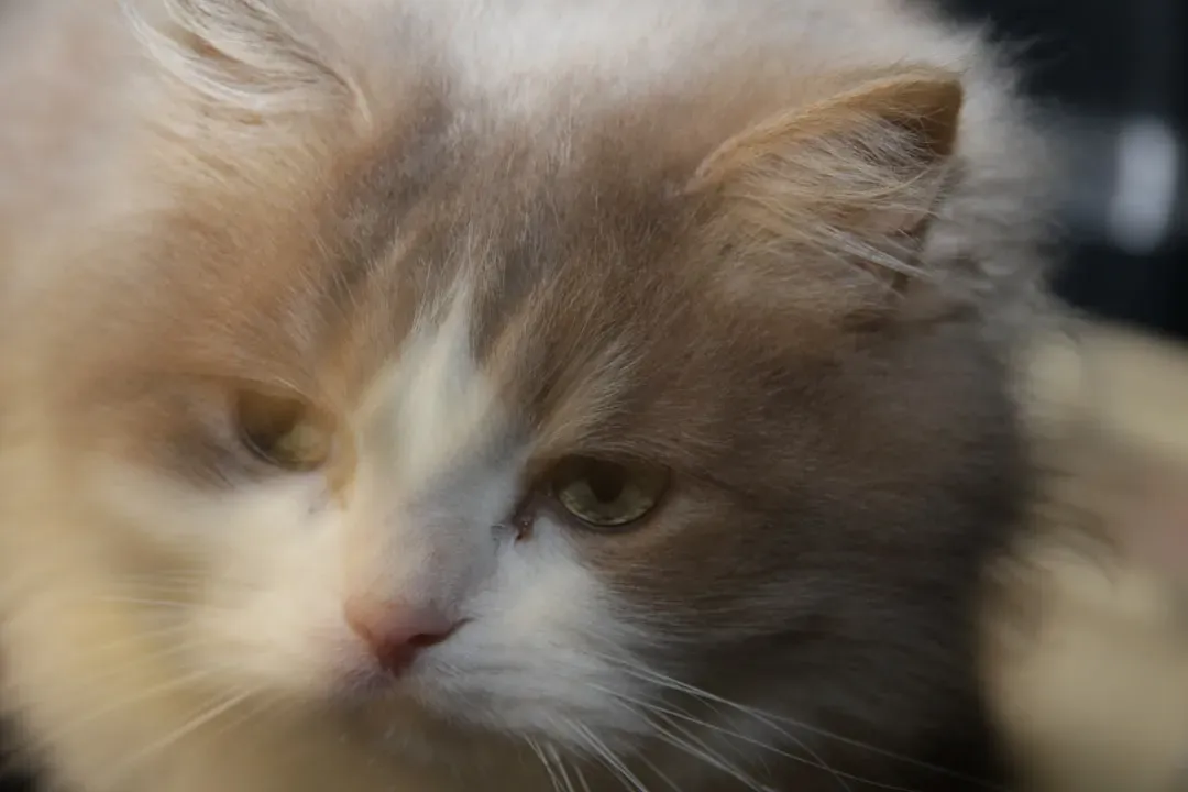 8. Whisker Position Tells You Exactly How Your Cat Is Feeling (Image Credits: Unsplash)