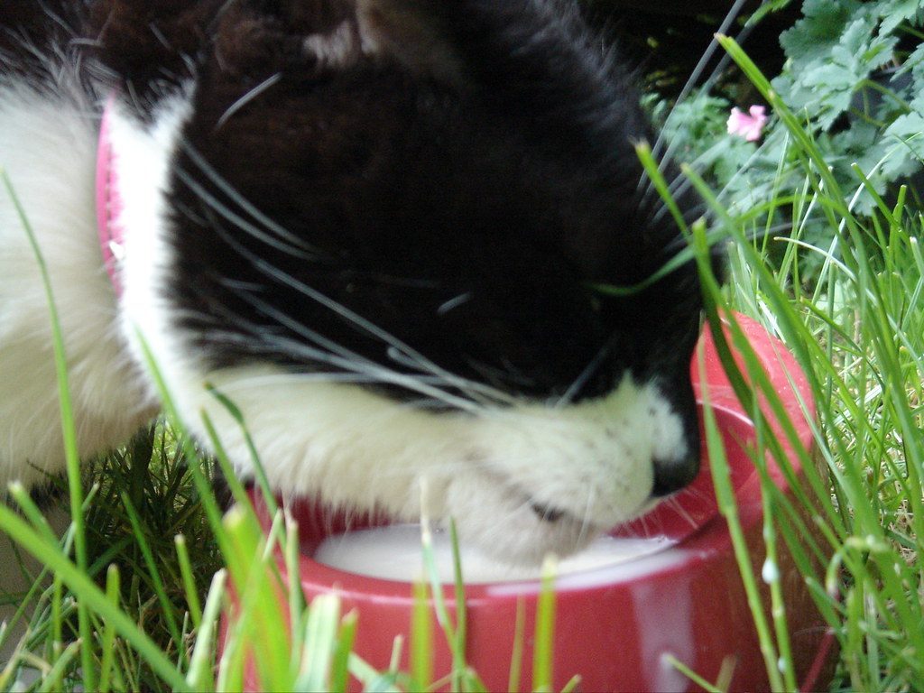 All Cats Love Milk and Should Drink It (Image Credits: Flickr)