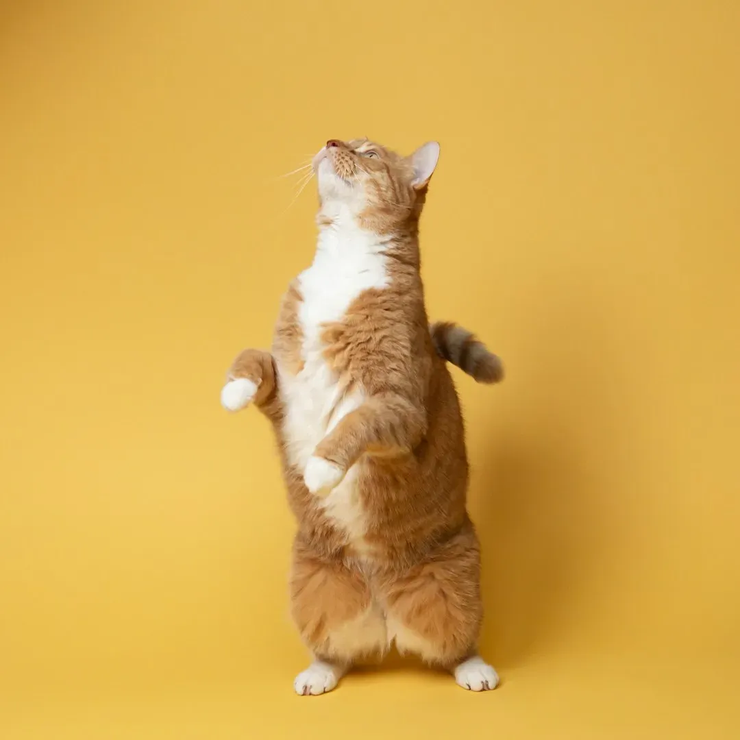 #3 Post Bathroom Excitement (Image Credits: Unsplash)