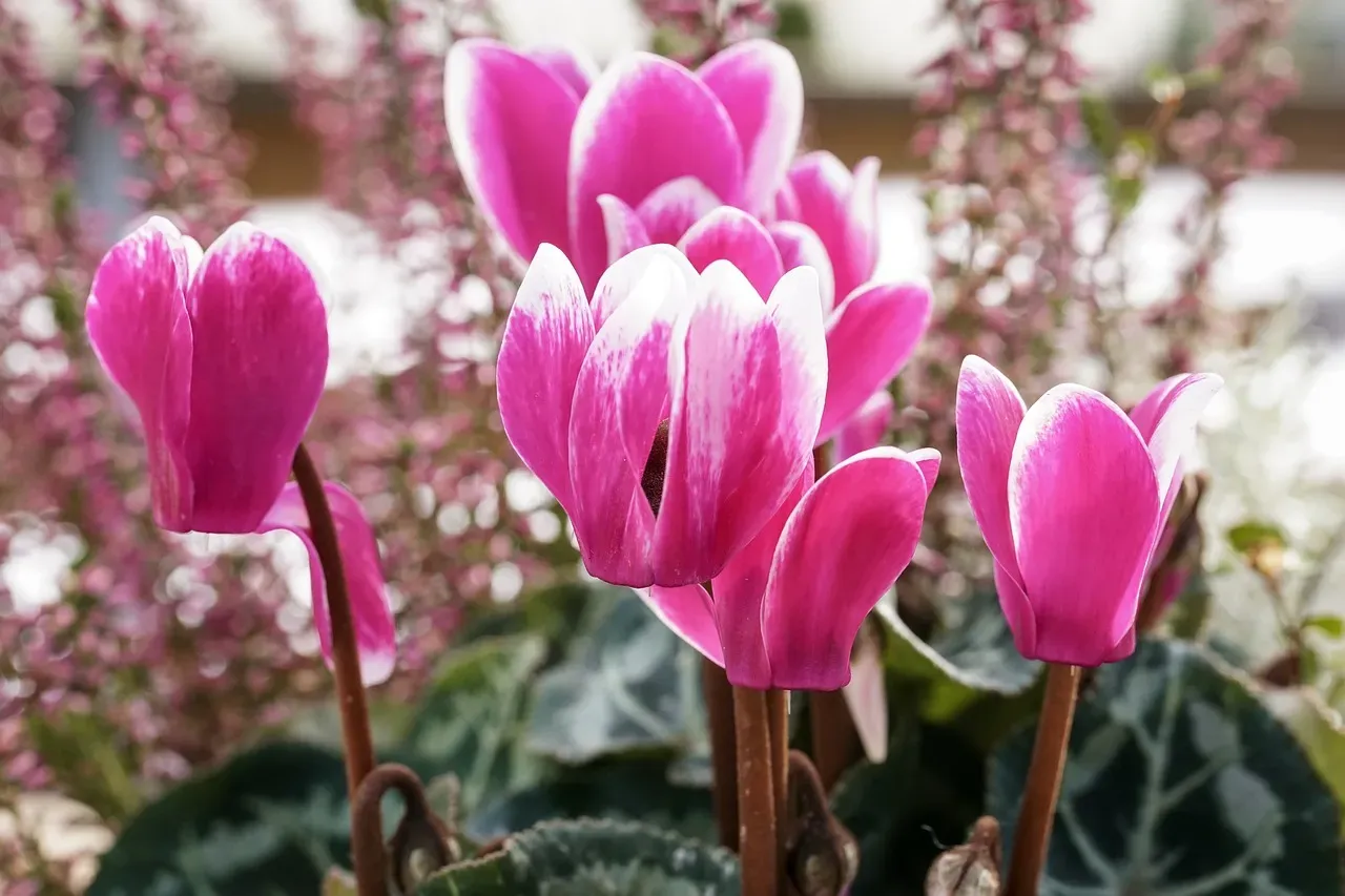 6. Cyclamen: The Pretty Winter Gift That Can Stop a Heartbeat (Image Credits: Pixabay)