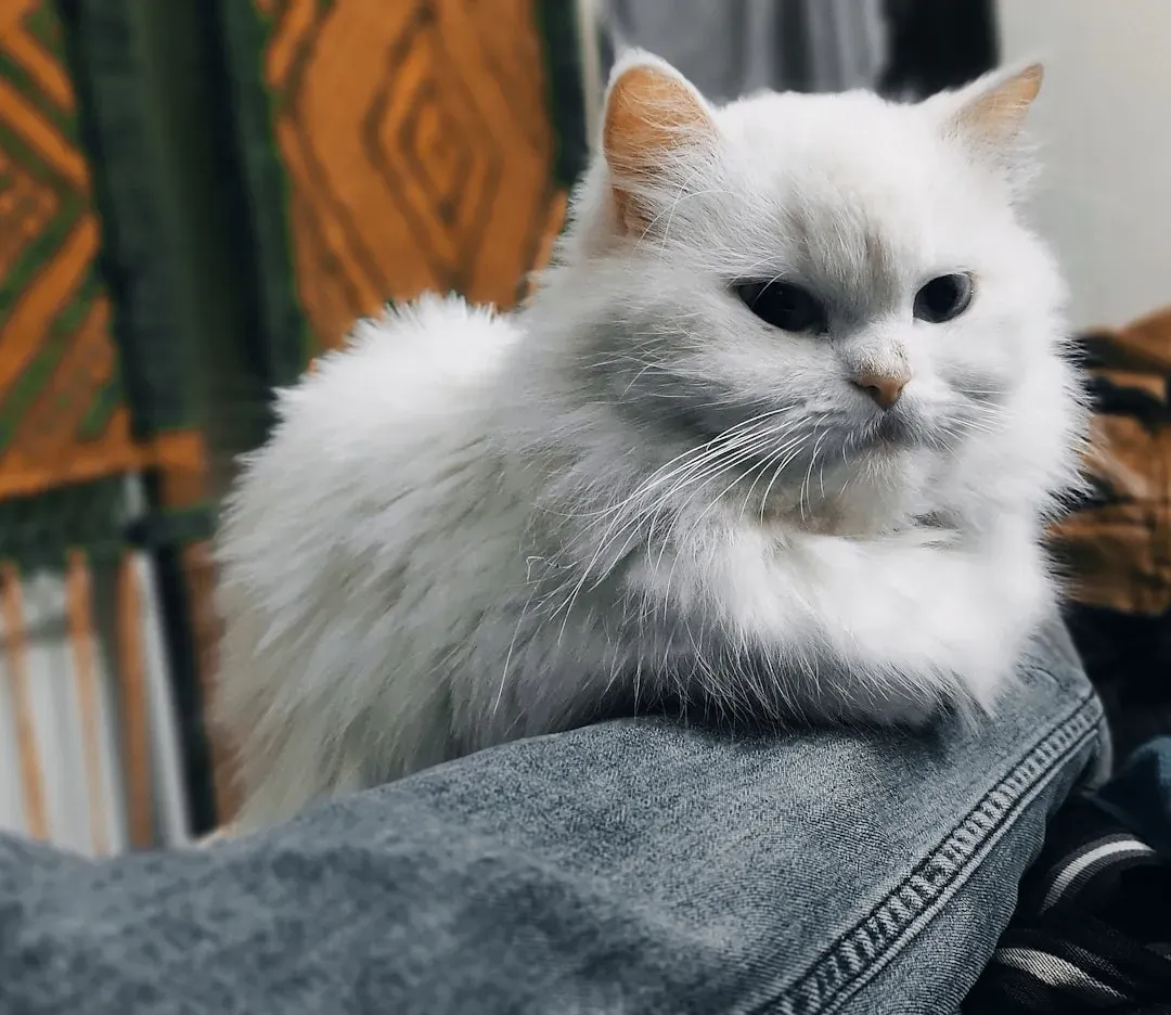 2. Persian: The Quiet Lap Royalty (Image Credits: Unsplash)