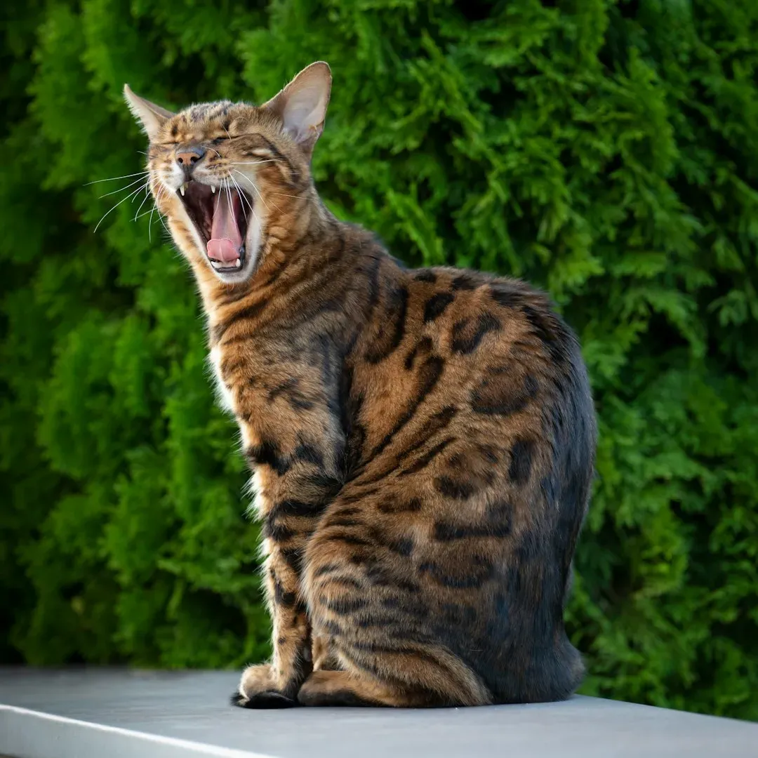 6. Bengal: The Wild Conversationalist (Image Credits: Unsplash)