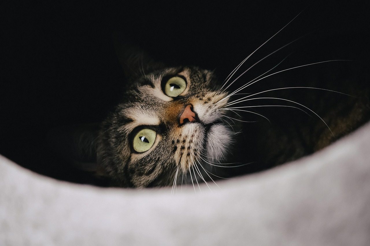 Whisker Sensitivity Makes Bowls Uncomfortable (Image Credits: Pixabay)