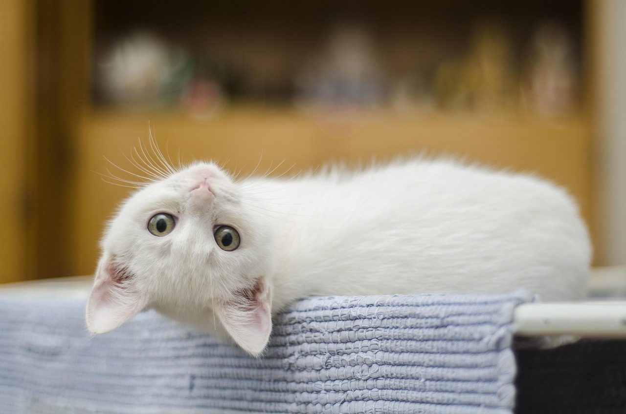 Just Being a Cat: When Staring Means Nothing Special (Image Credits: Pixabay)