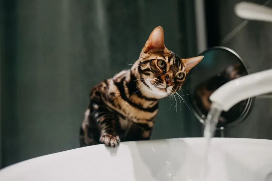 Conclusion: Your Bathroom Shadow Is About More Than Curiosity (Image Credits: Pexels)