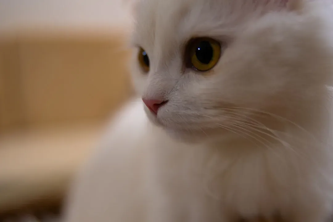 They Can Smell Your Fear, Literally (Image Credits: Unsplash)