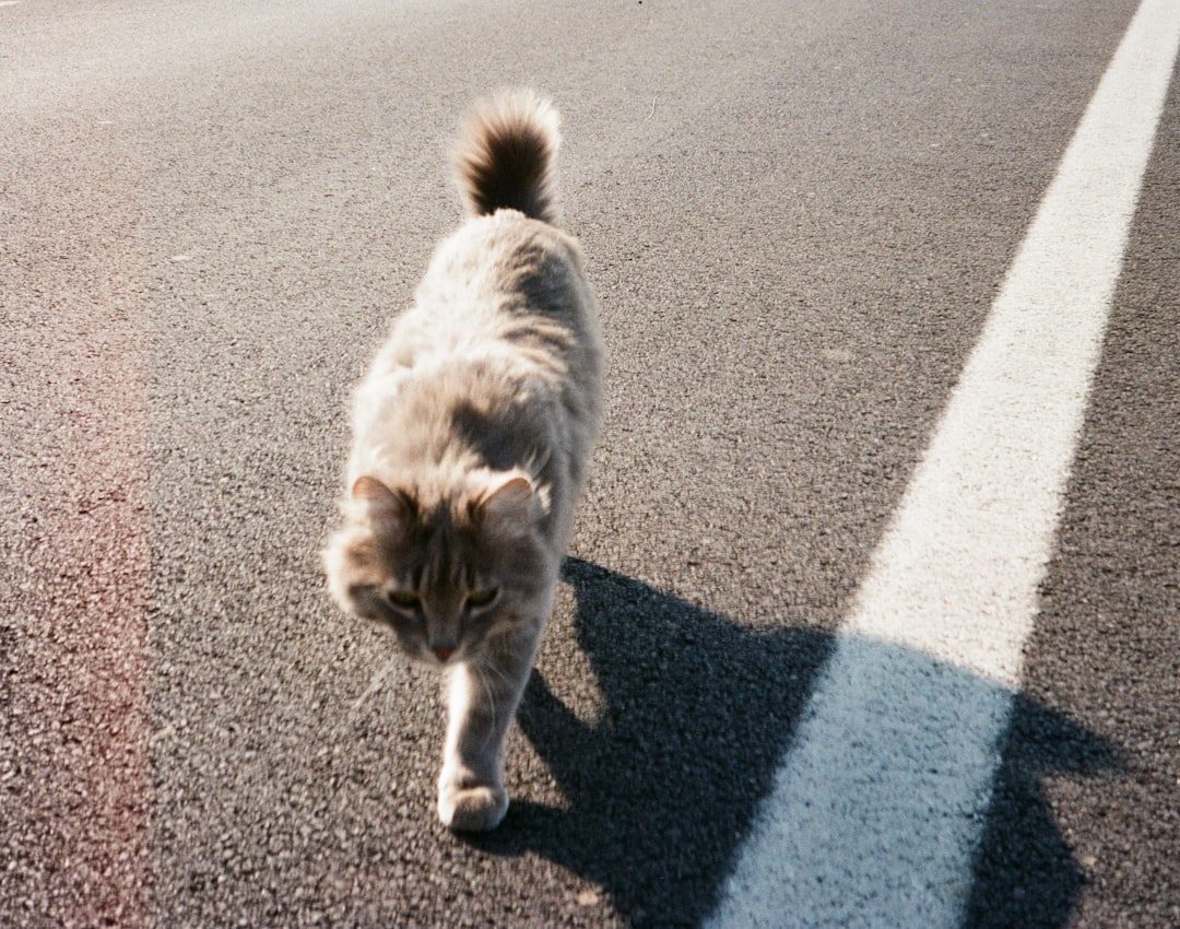 Following You Like a Furry Shadow (Image Credits: Unsplash)