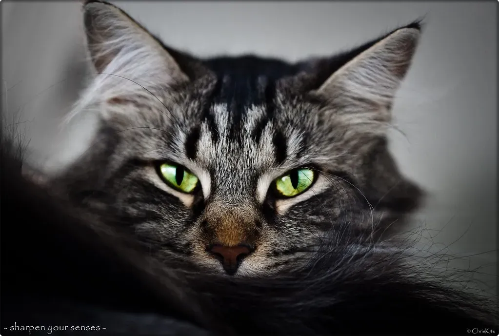 Engage All Five Senses (Not Just One) (Image Credits: Flickr)