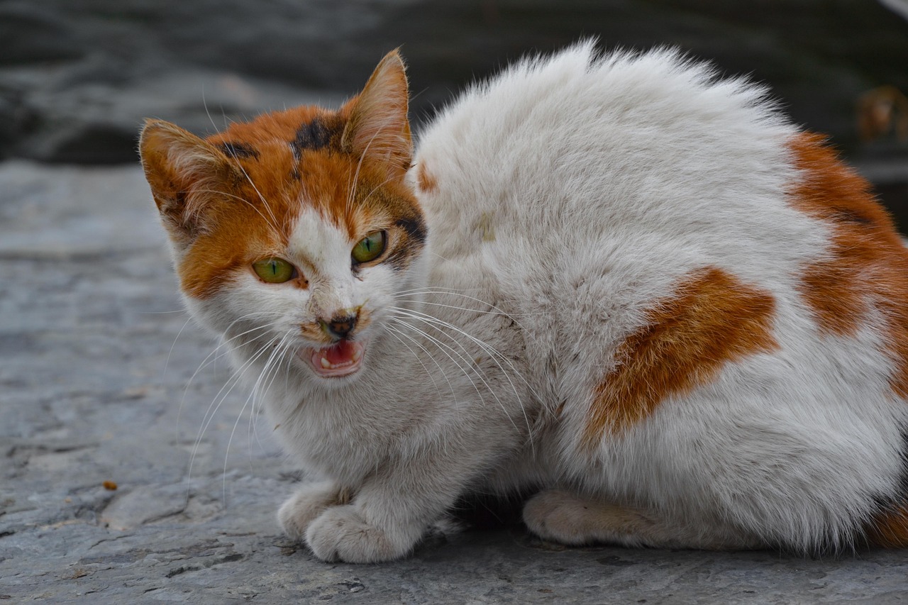 The Aggressive Green-Eyed Monster (Image Credits: Pixabay)