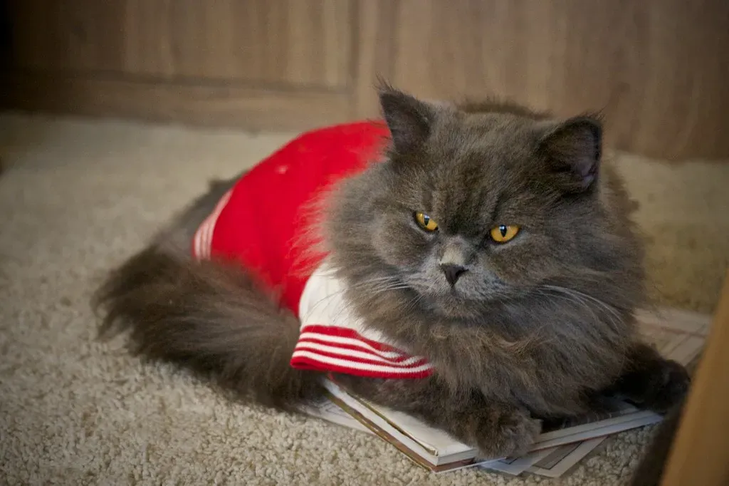 The Unique Power of Feline Communication (Image Credits: Flickr)