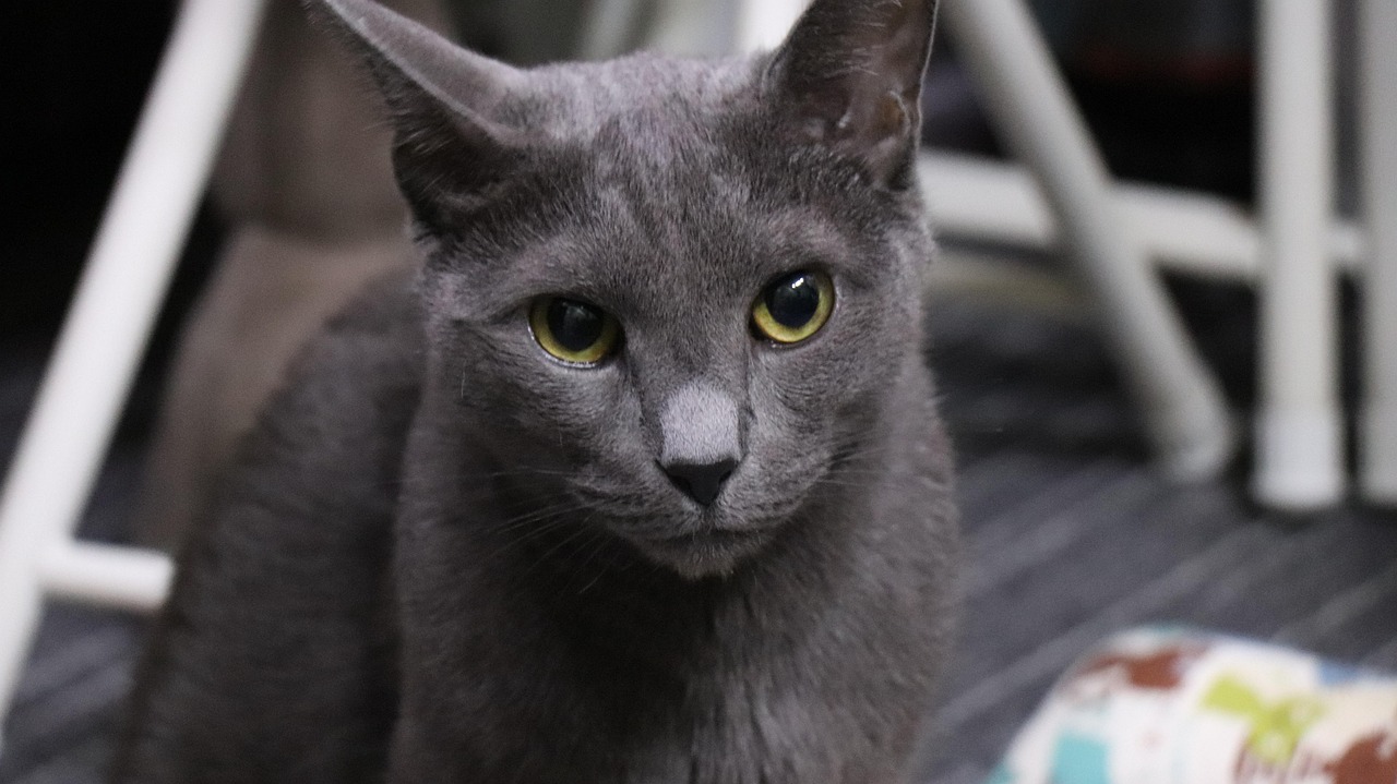 Russian Blue: The Quiet Emotional Guardian (Image Credits: Pixabay)