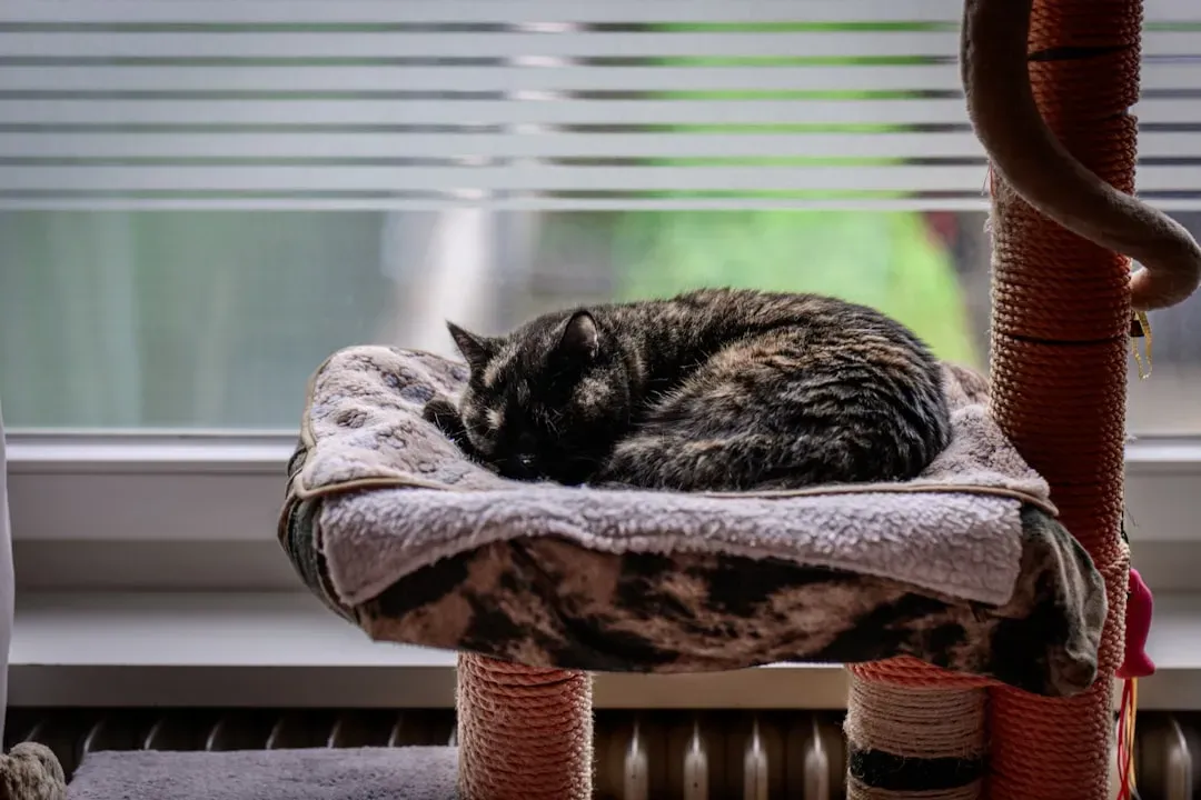 High Places and Hidden Corners: The Strategic Mind of a Sleepy Cat (Image Credits: Unsplash)