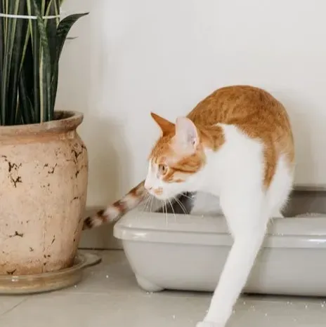 #4 - The "Occasional" Litter Box Miss (Image Credits: Pexels)