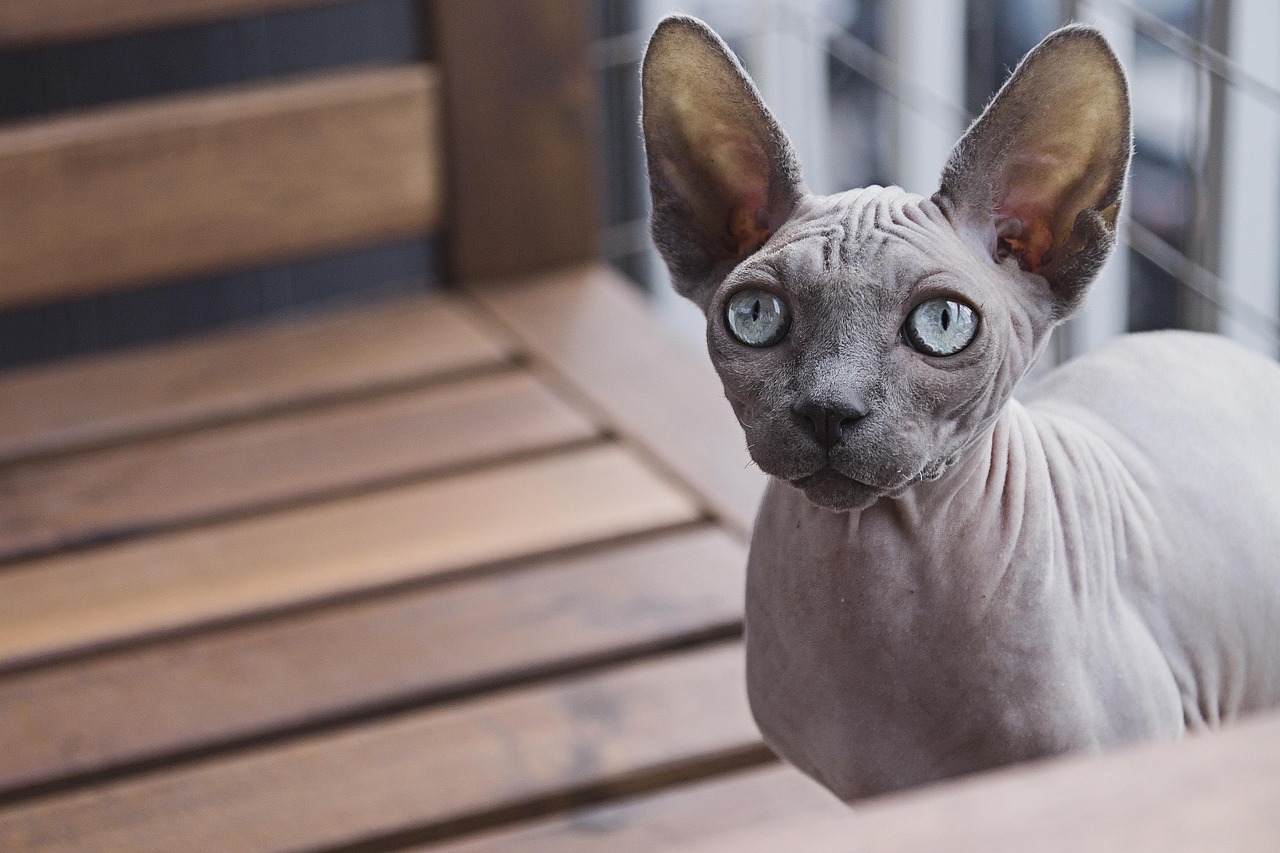 The High-Maintenance Sphynx (Image Credits: Pixabay)