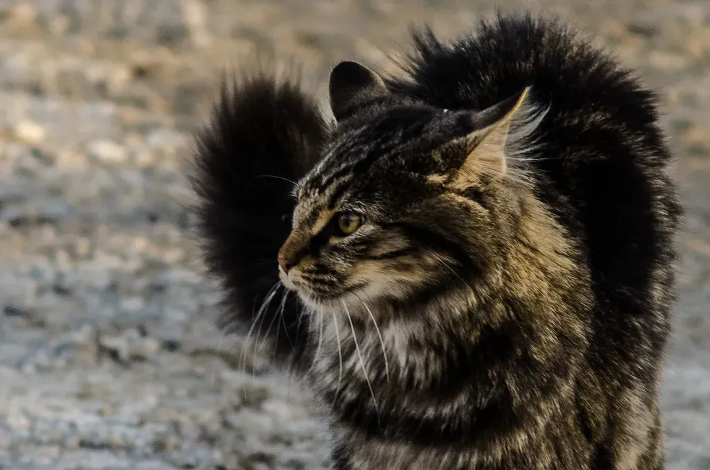 Myth 1: Purring Always Means Your Cat Is Happy (Image Credits: Flickr)