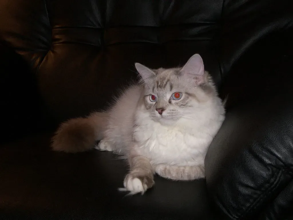 #5 - These Aren't Lap Cats, They're Genuinely Large Cats (Morgan D Hartt, Flickr, CC BY 2.0)