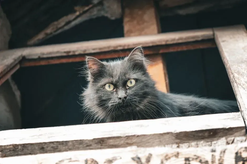 #10 Ceiling and Attic Activity (Image Credits: Pexels)