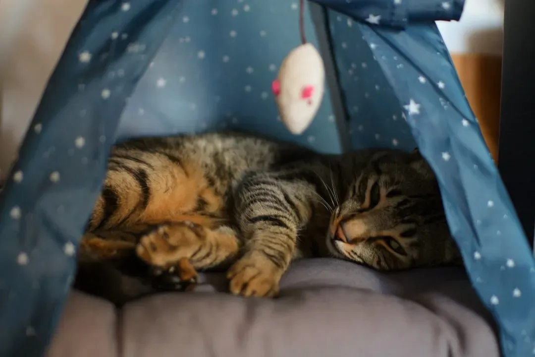 DIY Blanket Tents and Draped Chairs: Creative Comfort on a Budget (Image Credits: Unsplash)