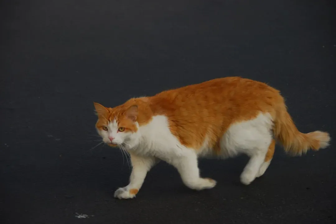 13. Walking a Bit Wobbly or Stiff and “Robot-Like” (Image Credits: Unsplash)