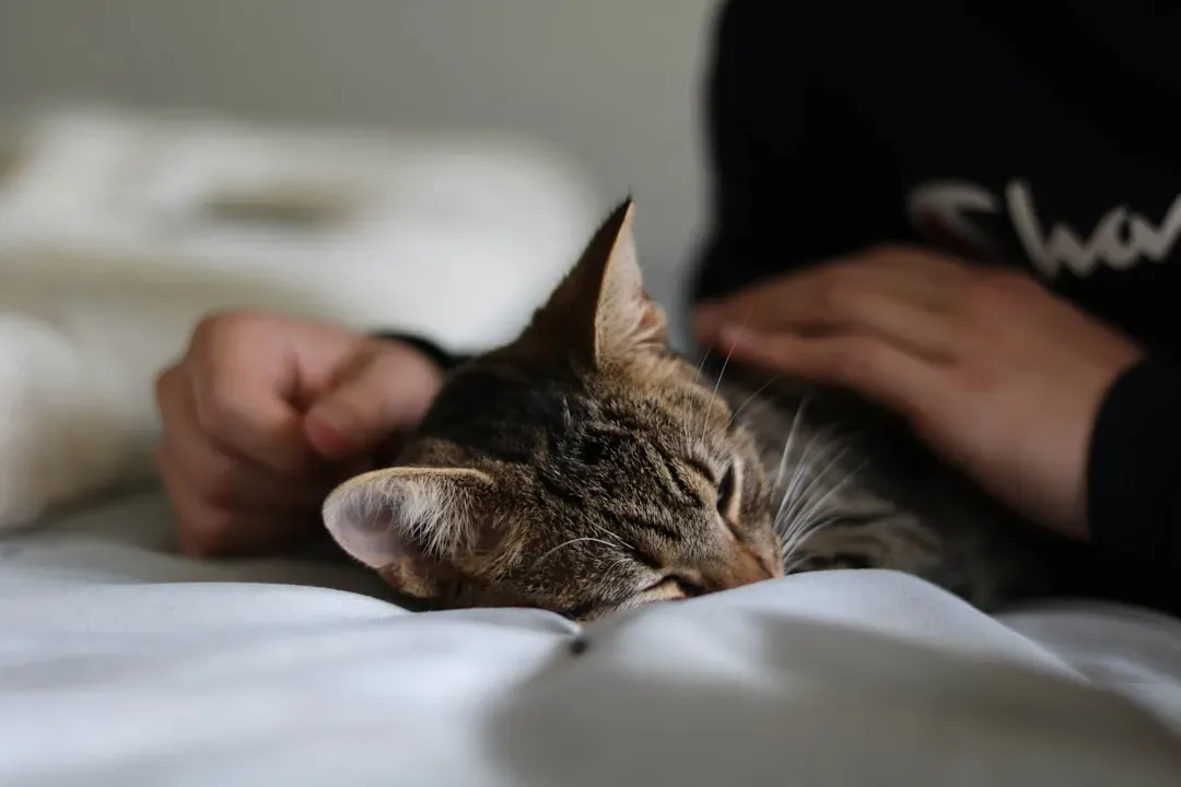 Attachment, Not Just Affection: You Become a “Secure Base” (Image Credits: Unsplash)