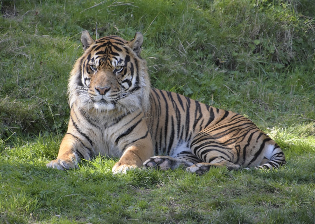 Tiger: The Superior Big Cat (Image Credits: Unsplash)