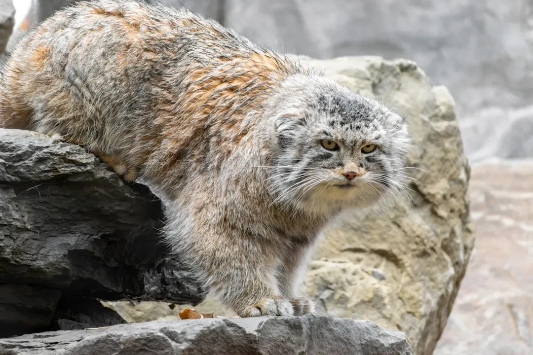 Aquarius: Pallas's Cat (Image Credits: Unsplash)