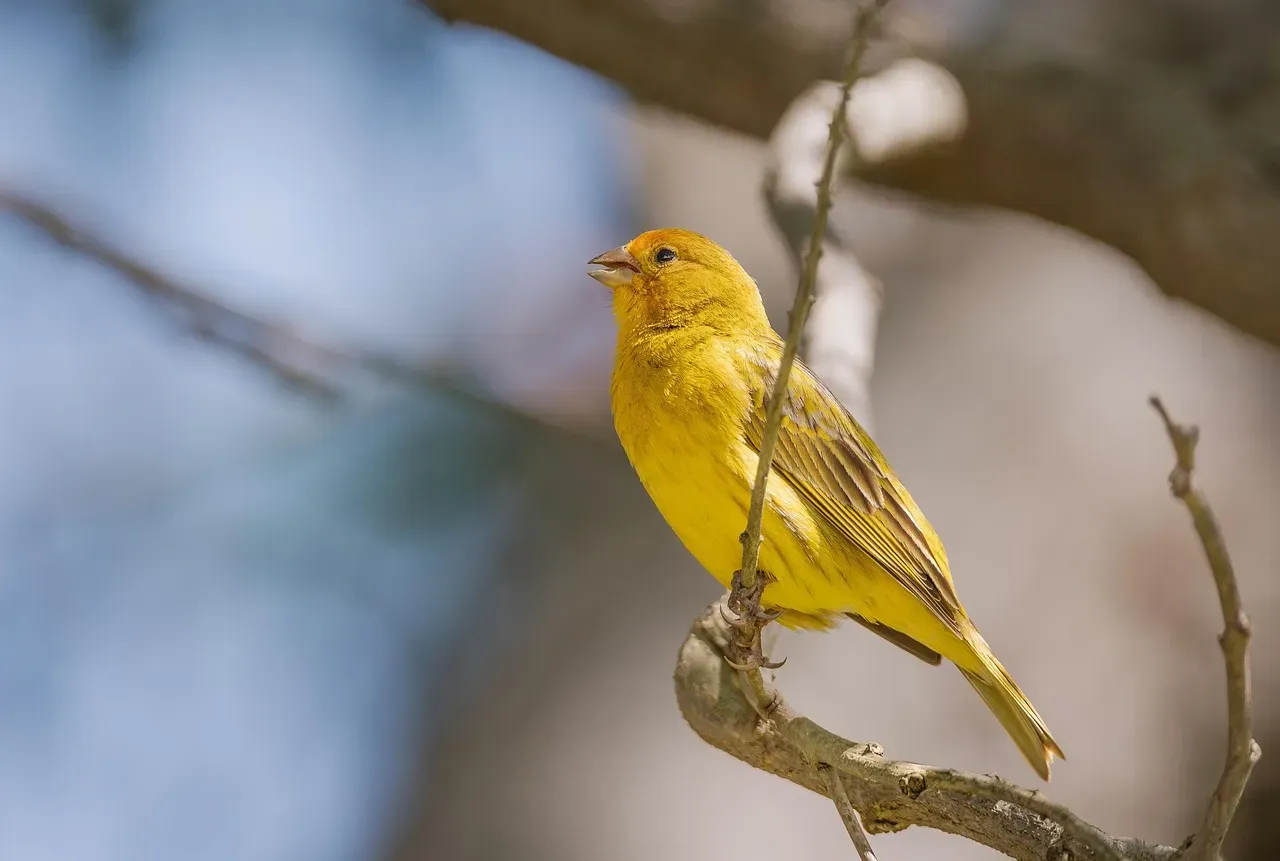 #3 Canaries and finches (Image Credits: Pixabay)