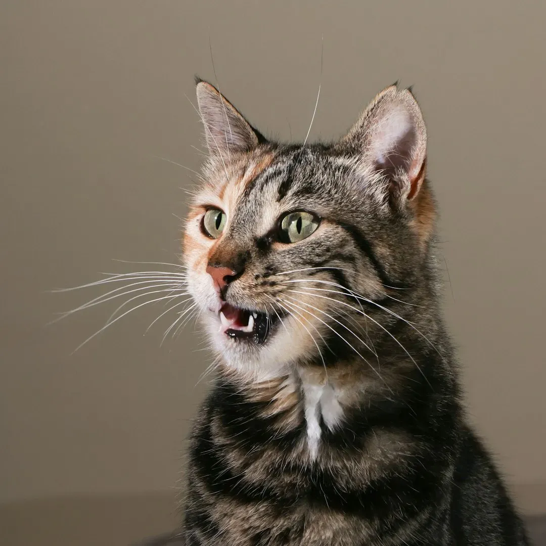 Decoding the Pitch Perfect Meow (Image Credits: Unsplash)