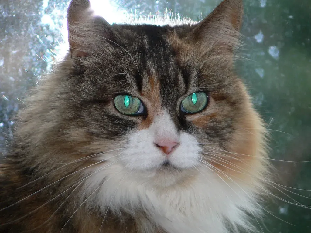 #1 - The Pupil Is Basically a Volume Knob for Emotion (foshie, Flickr, CC BY 2.0)